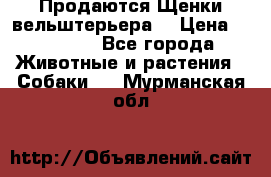 Продаются Щенки вельштерьера  › Цена ­ 27 000 - Все города Животные и растения » Собаки   . Мурманская обл.